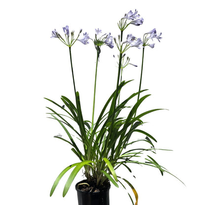 Agapanthus - Liliaceae - Agapanthaceae - Oldboy&