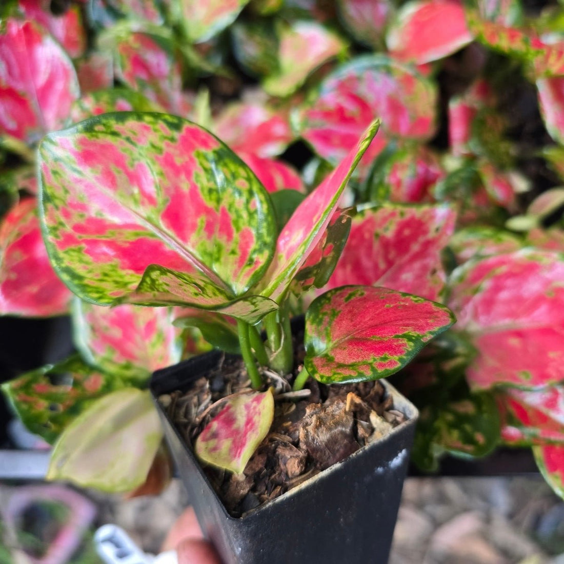 Aglaonema ‘Diamond Red’ – Scommutatum - Oldboy&