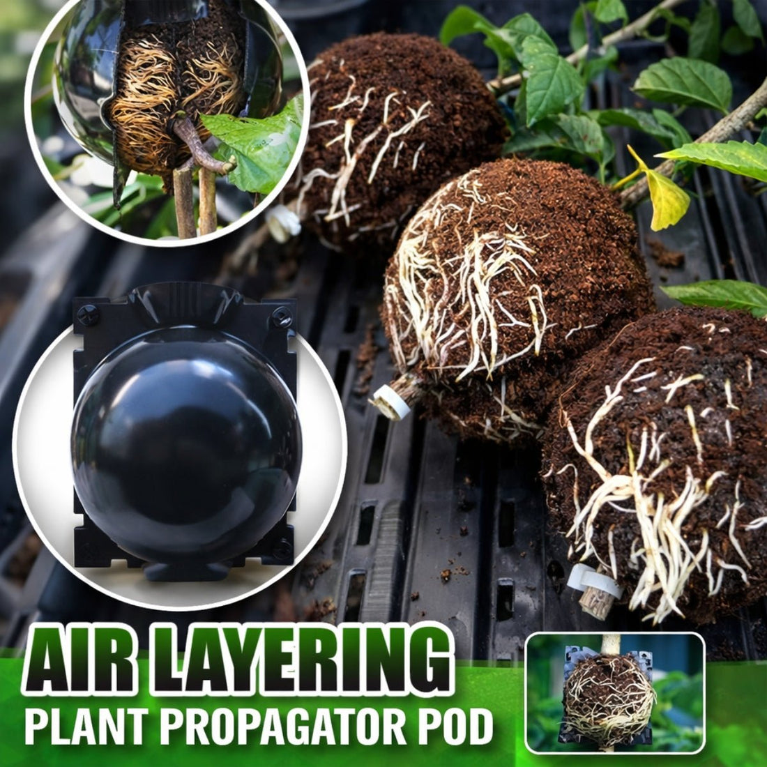 Air Layering Propagation Pods - Multiply Your Trees! - Oldboy&