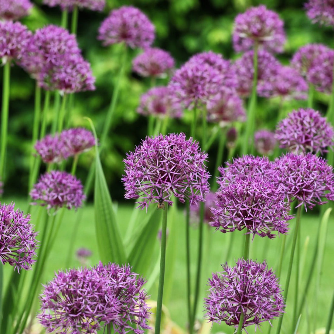 Allium ‘Purple Rain’ Hybrid - Pre - Order - Oldboy&