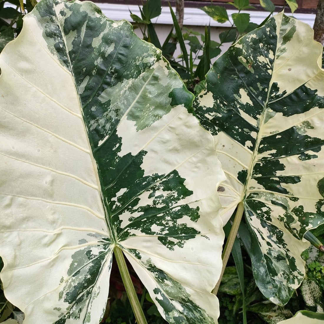 Alocasia odora &