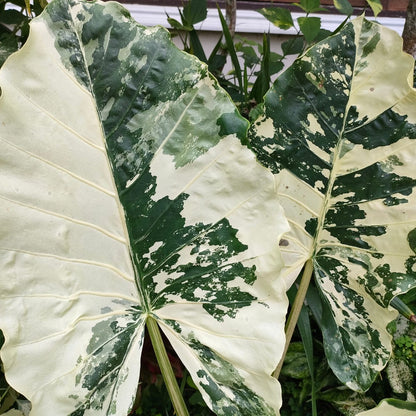 Alocasia odora &