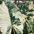 Alocasia odora &