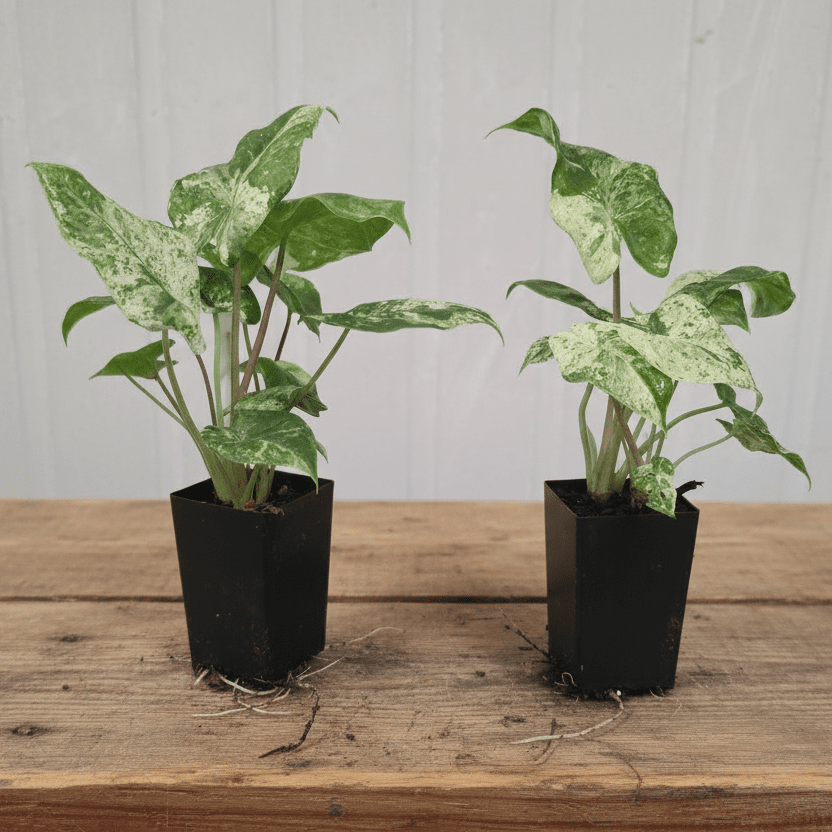 Alocasia odora &