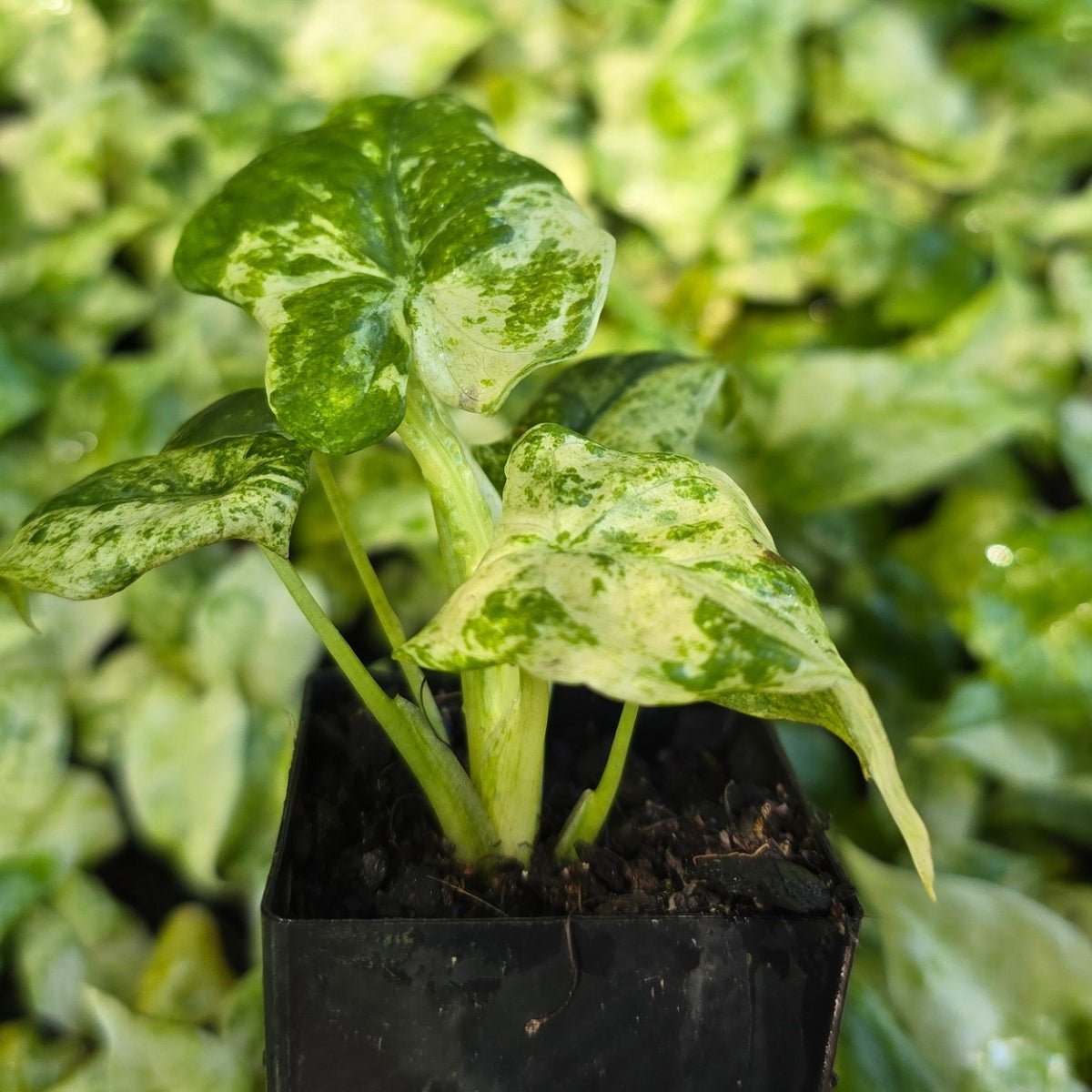variegated elephant ear plant price philippines Alocasia odora 'Variegata' Batik – Rare Elephant Ear Plant