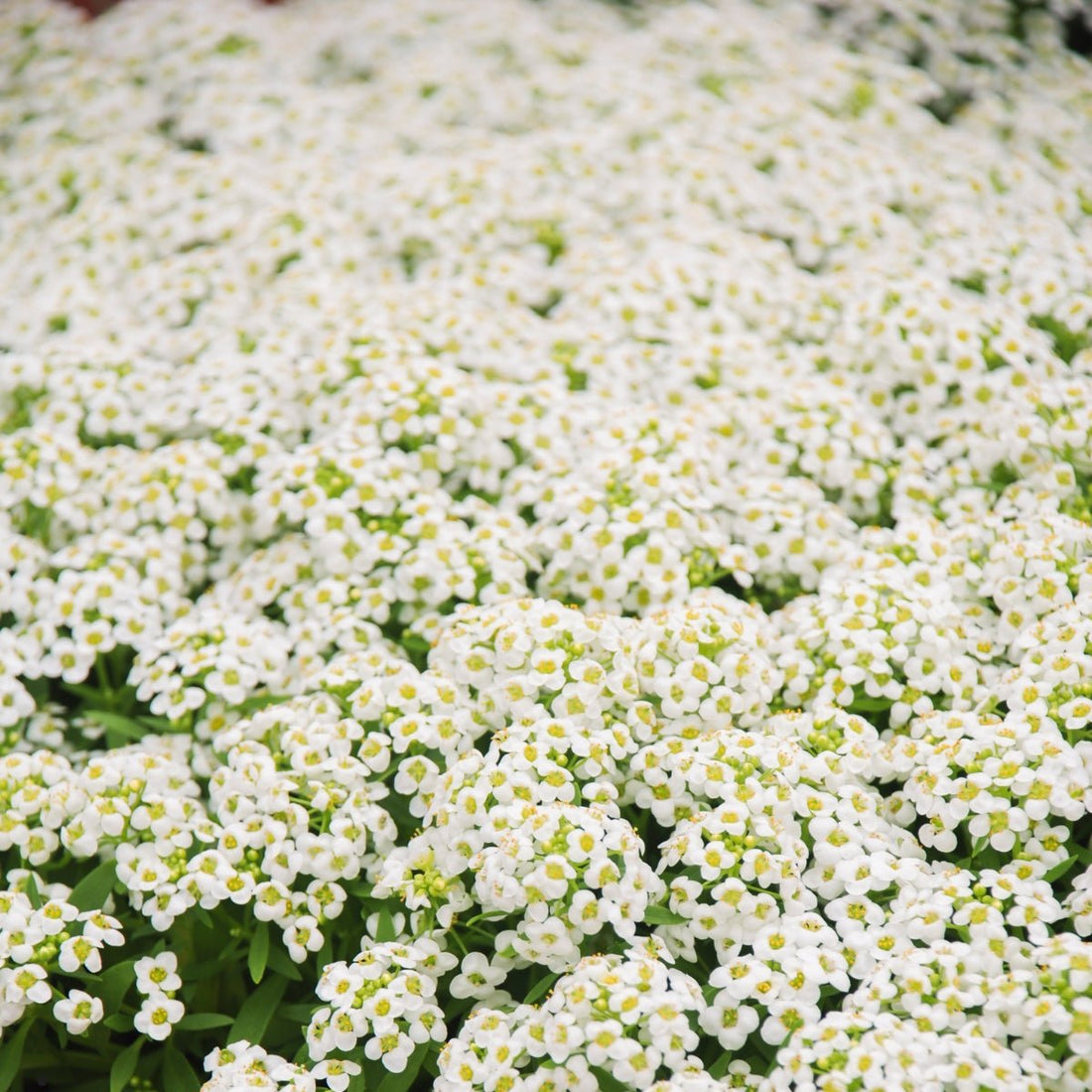 Alyssum ‘New Carpet of Snow’ Seeds – Lobularia maritima White Ground Cover Flowers - Oldboy&