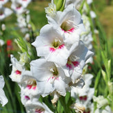 Amber Mystique - Gladioli - Bulb - Gladiolus Grandiflorus – Creamy White Petals with Cerise Throat - Oldboy&