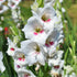 Amber Mystique - Gladioli - Bulb - Gladiolus Grandiflorus – Creamy White Petals with Cerise Throat - Oldboy&