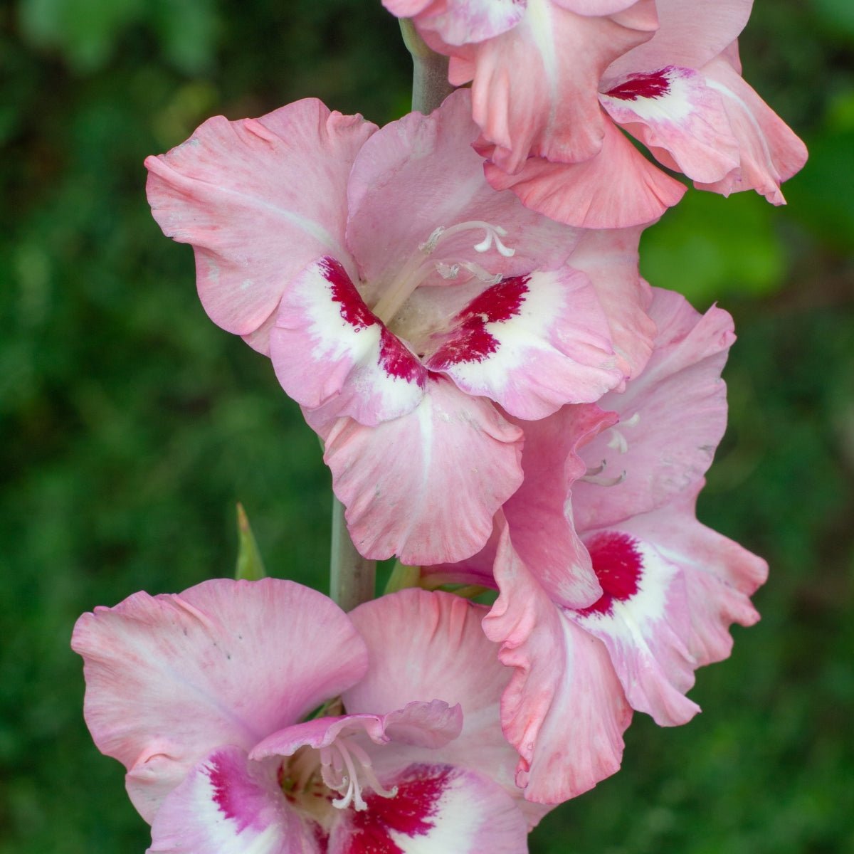 Amber Mystique - Gladioli - Bulb - Gladiolus Grandiflorus – Creamy White Petals with Cerise Throat - Oldboy&