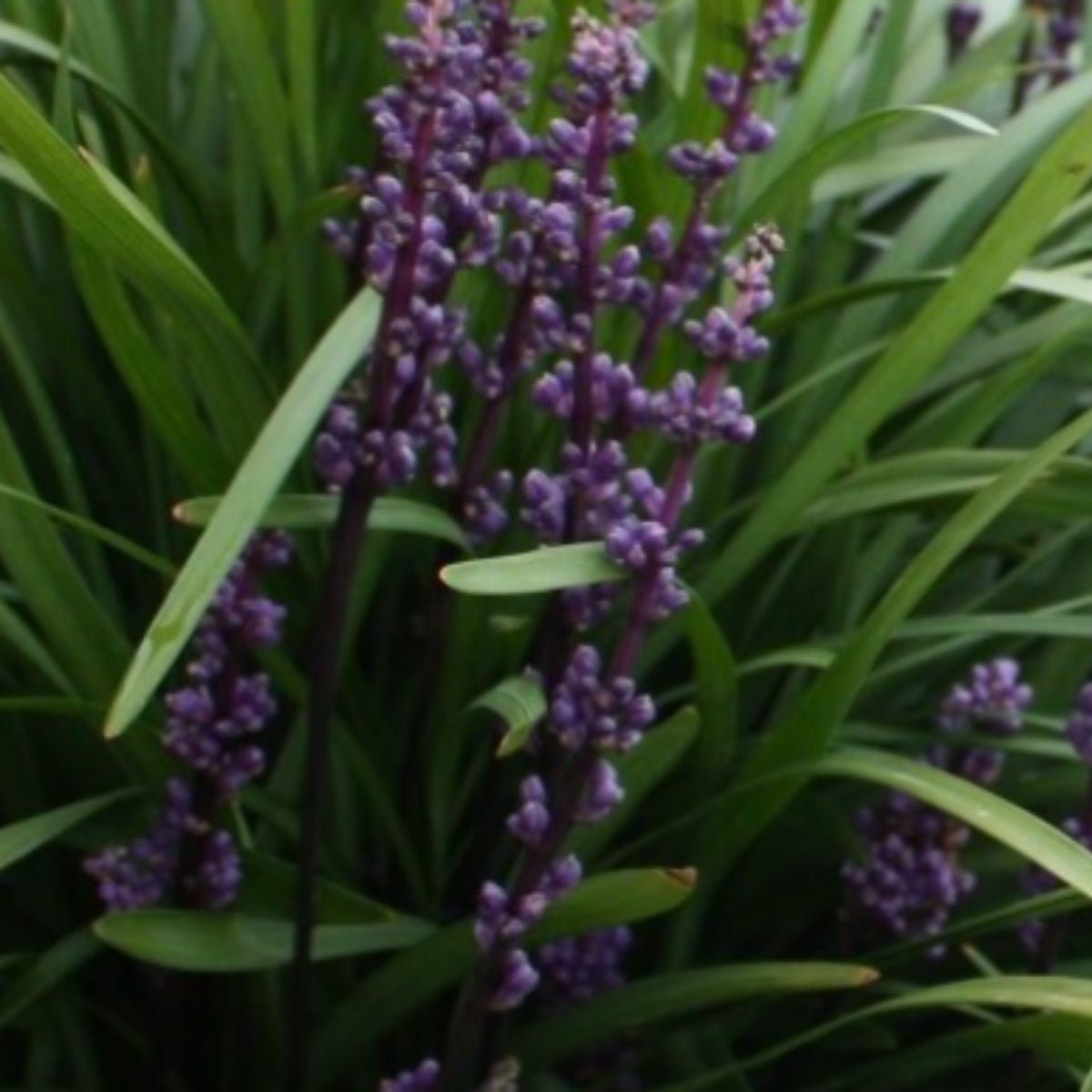 Amethyst™ Liriope | Deep Purple Flowering Groundcover - Oldboy&