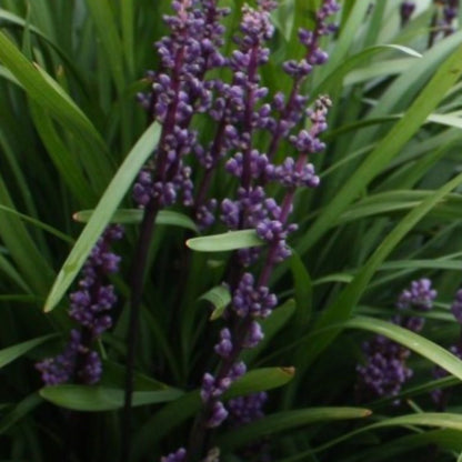 Amethyst™ Liriope | Deep Purple Flowering Groundcover - Oldboy&
