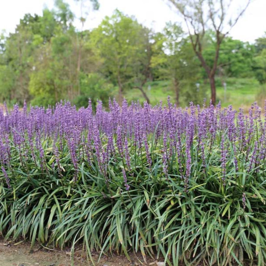 Amethyst™ Liriope | Deep Purple Flowering Groundcover - Oldboy&