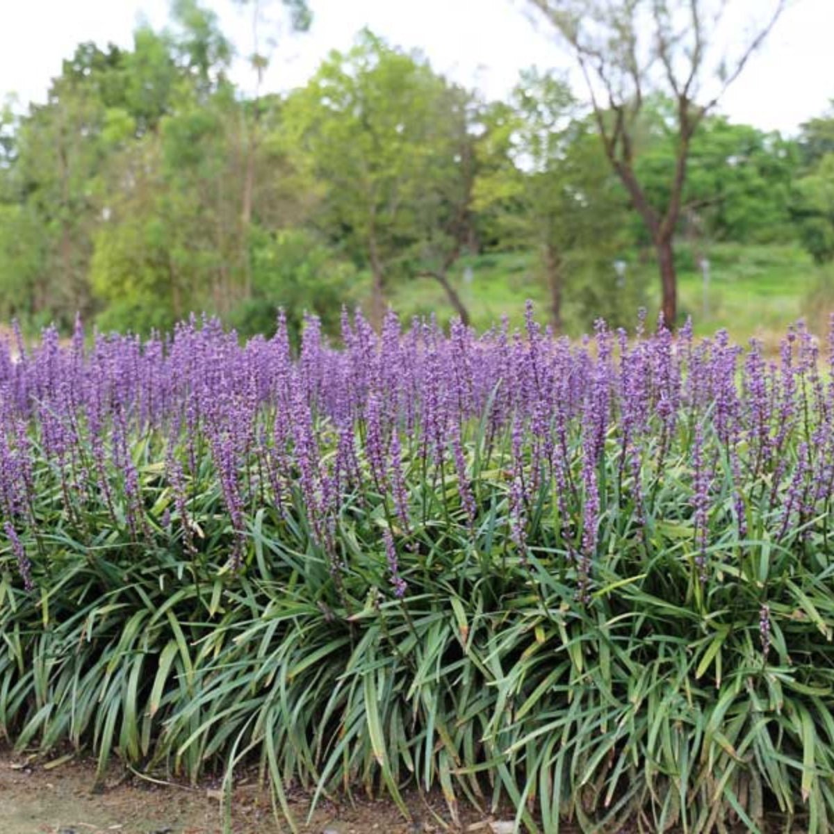 Amethyst™ Liriope | Deep Purple Flowering Groundcover - Oldboy&
