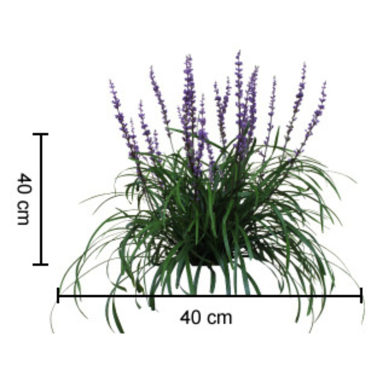 Amethyst™ Liriope | Deep Purple Flowering Groundcover - Oldboy&