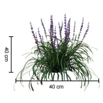 Amethyst™ Liriope | Deep Purple Flowering Groundcover - Oldboy&