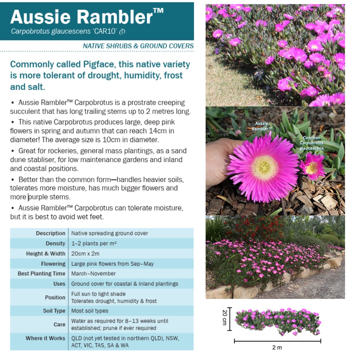 Aussie Rambler™ Pigface – Carpobrotus glaucescens ‘CAR10’ PBR – 50mm Pot - Oldboy&
