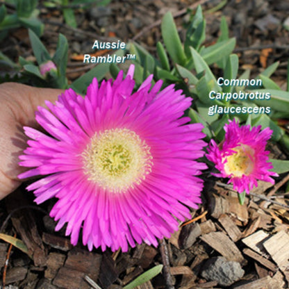 Aussie Rambler™ Pigface – Carpobrotus glaucescens ‘CAR10’ PBR – 50mm Pot - Oldboy&