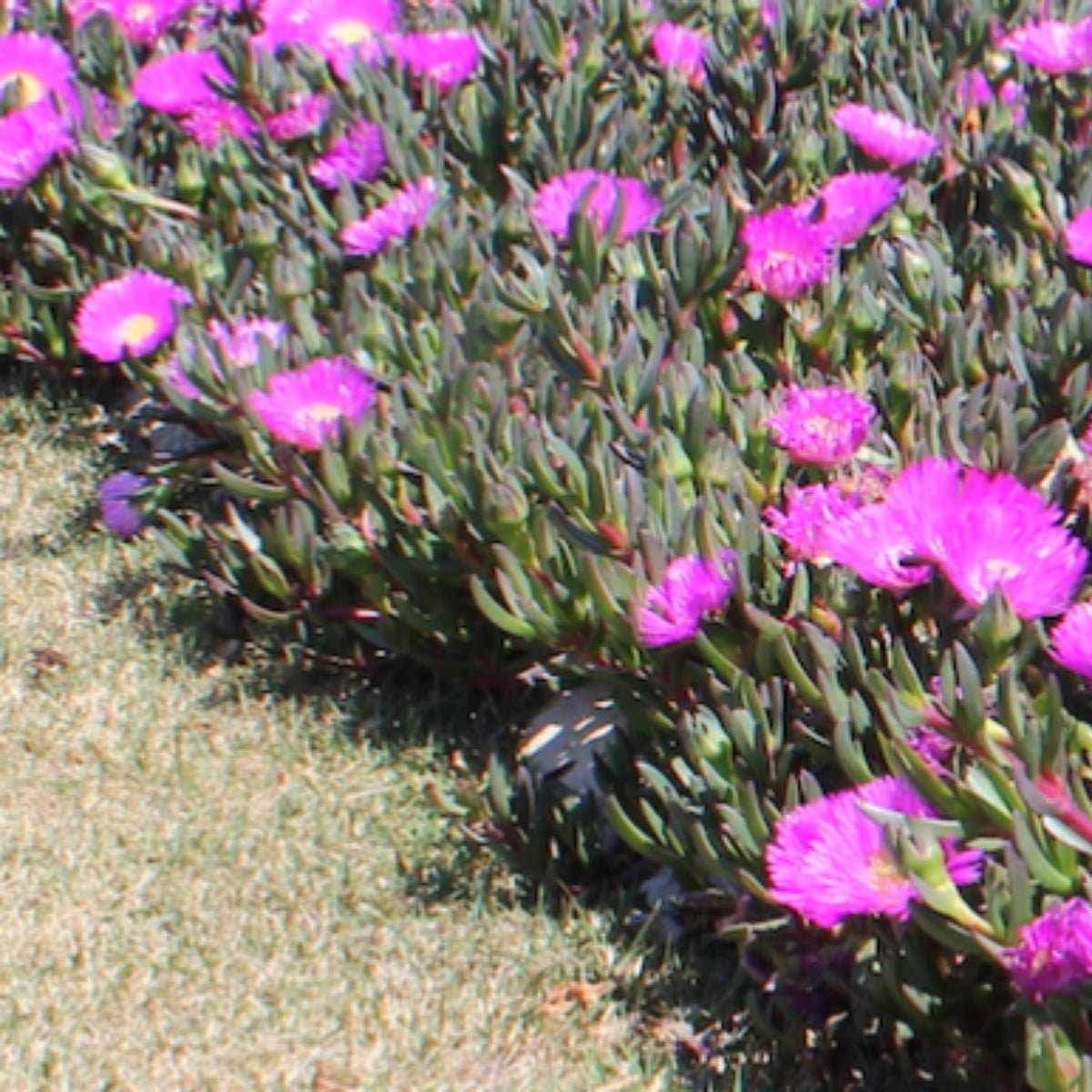 Aussie Rambler™ Pigface – Carpobrotus glaucescens ‘CAR10’ PBR – 50mm Pot - Oldboy&