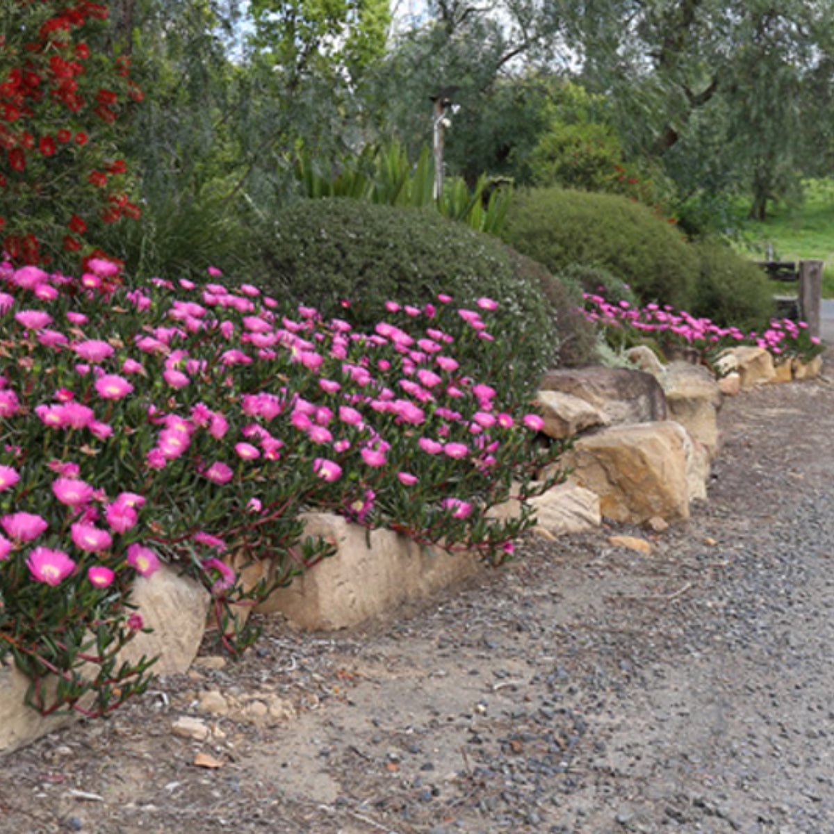 Aussie Rambler™ Pigface – Carpobrotus glaucescens ‘CAR10’ PBR – 50mm Pot - Oldboy&