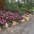 Aussie Rambler™ Pigface – Carpobrotus glaucescens ‘CAR10’ PBR – 50mm Pot - Oldboy&
