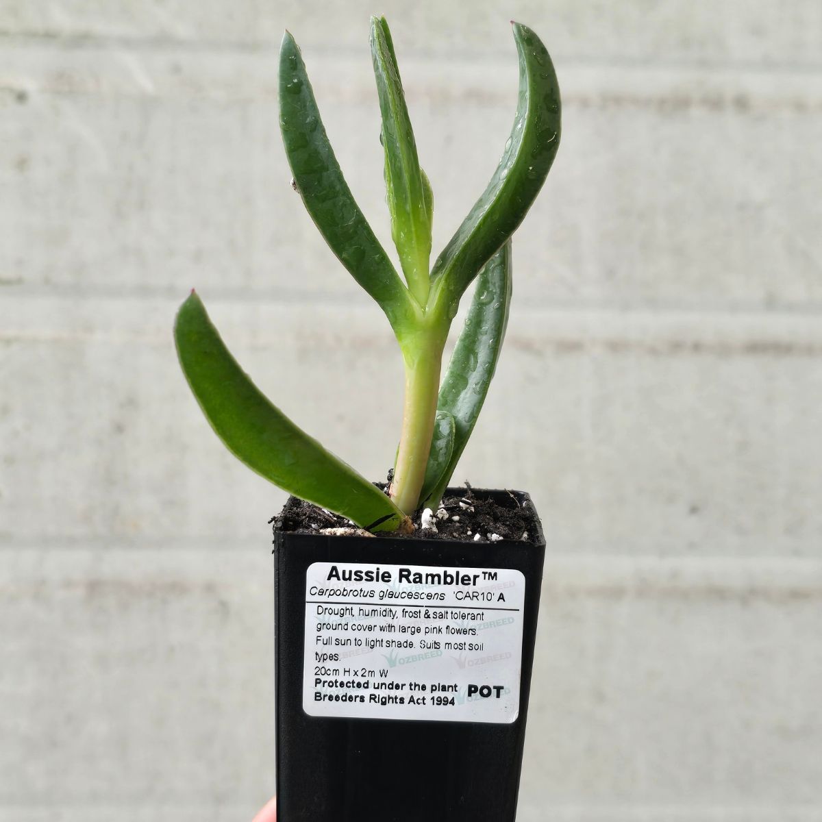 Aussie Rambler™ Pigface – Carpobrotus glaucescens ‘CAR10’ PBR – 50mm Pot - Oldboy&