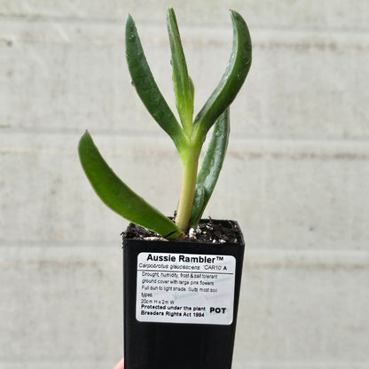 Aussie Rambler™ Pigface – Carpobrotus glaucescens ‘CAR10’ PBR – 50mm Pot - Oldboy&