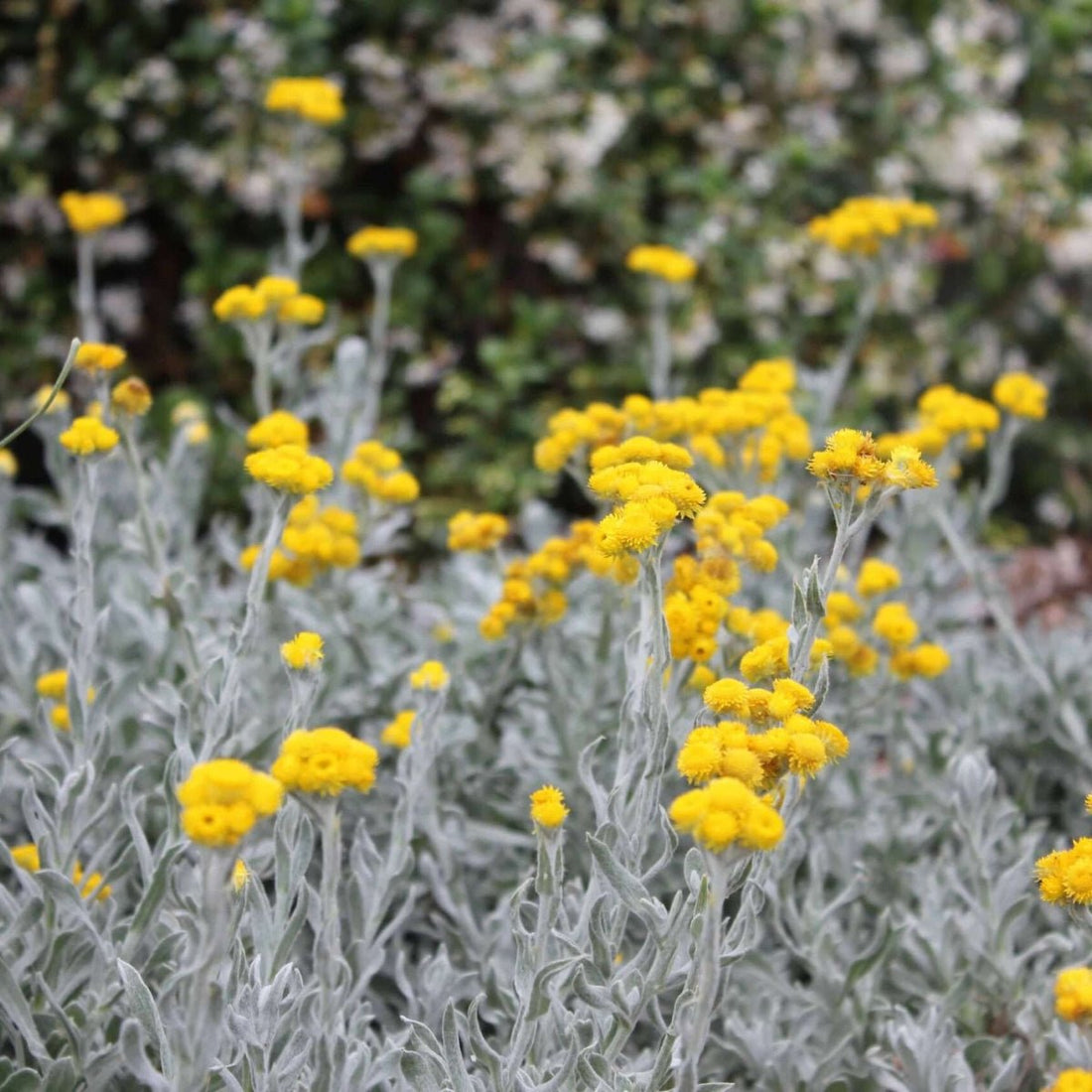 Aussie Reflection™ Chrysocephalum apiculatum ‘CAP07’ PBR | Yellow Buttons – 50mm Pot - Oldboy&