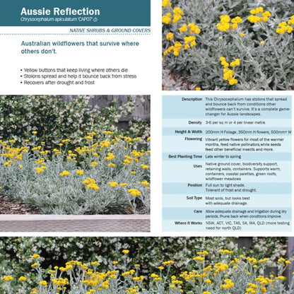 Aussie Reflection™ Chrysocephalum apiculatum ‘CAP07’ PBR | Yellow Buttons – 50mm Pot - Oldboy&