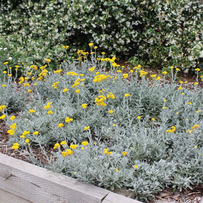 Aussie Reflection™ Chrysocephalum apiculatum ‘CAP07’ PBR | Yellow Buttons – 50mm Pot - Oldboy&