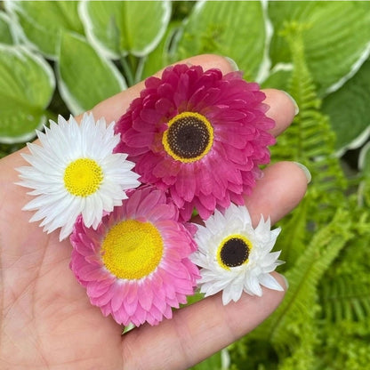 Australian Everlasting Daisy Seed Bomb - Oldboy&