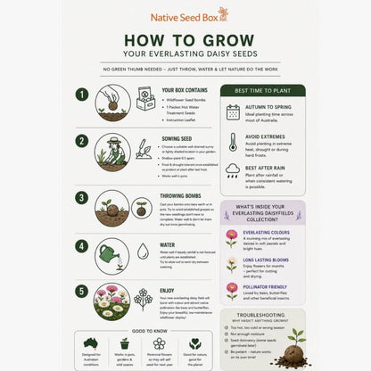 Australian Everlasting Daisy Seed Bomb - Oldboy&