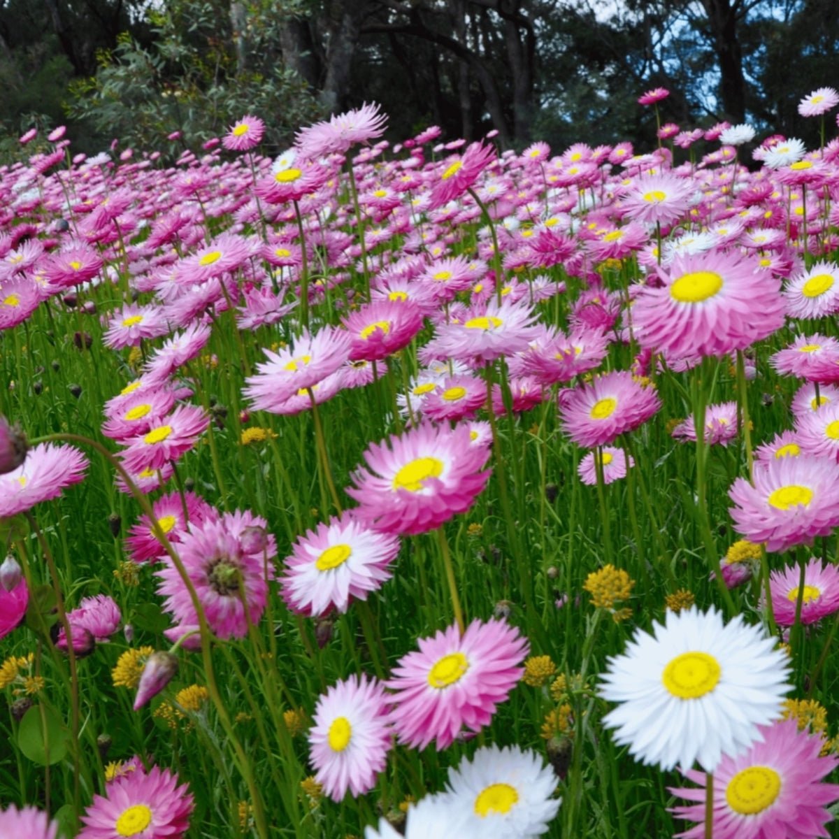 Australian Everlasting Daisy Seed Bomb - Oldboy&