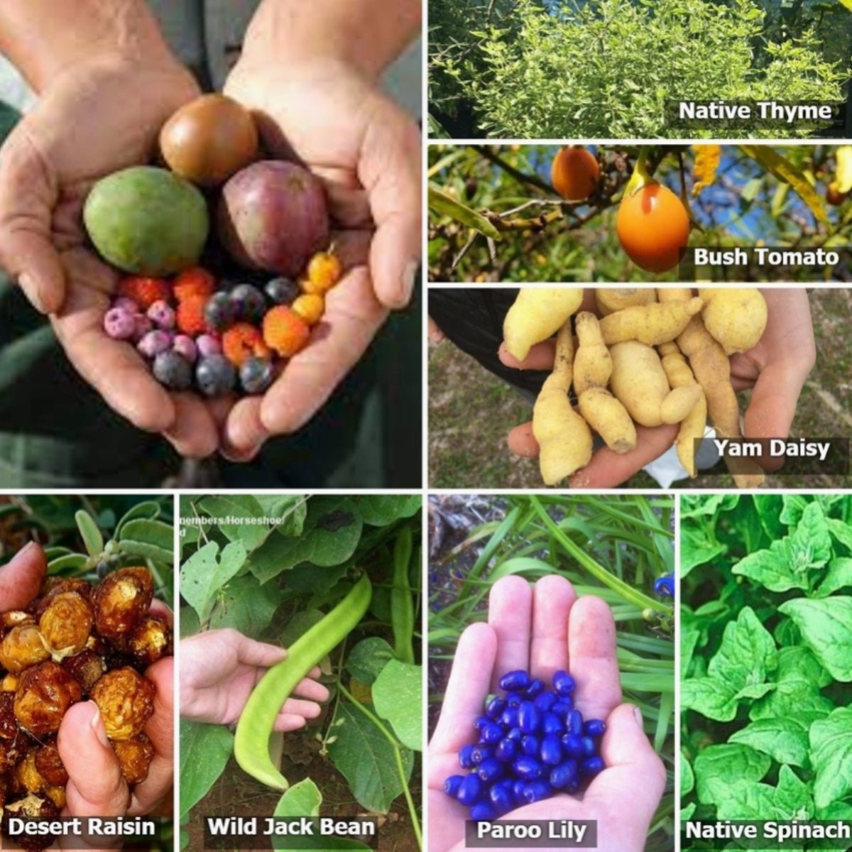 Australian Native Bush Tucker Seed Bomb – Mixed Edible Native Seeds - Oldboy&