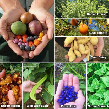 Australian Native Bush Tucker Seed Bomb – Mixed Edible Native Seeds - Oldboy&