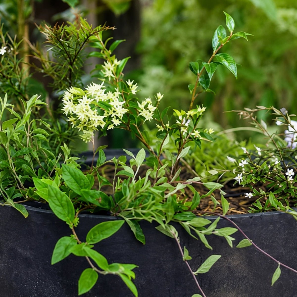 Australian Native Bush Tucker Seed Bomb – Mixed Edible Native Seeds - Oldboy&