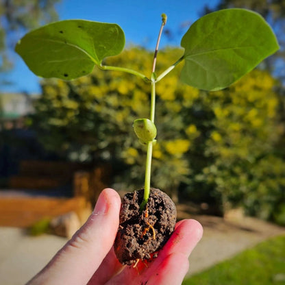Australian Native Bush Tucker Seed Bomb – Mixed Edible Native Seeds - Oldboy&