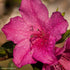 Azalea Encore Autumn Jewel™ | Pink Repeat-Flowering Rhododendron - Oldboy&