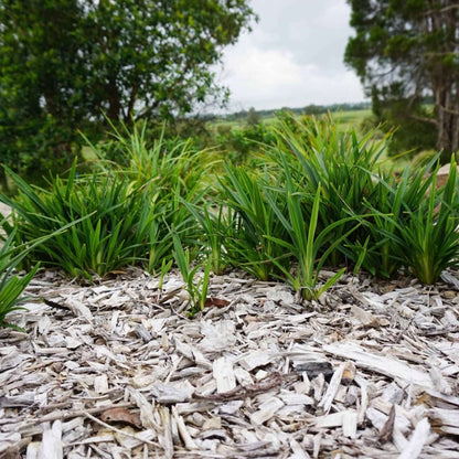 Baby Breeze™ Dianella | Compact Native Flax Lily Groundcover - Oldboy&