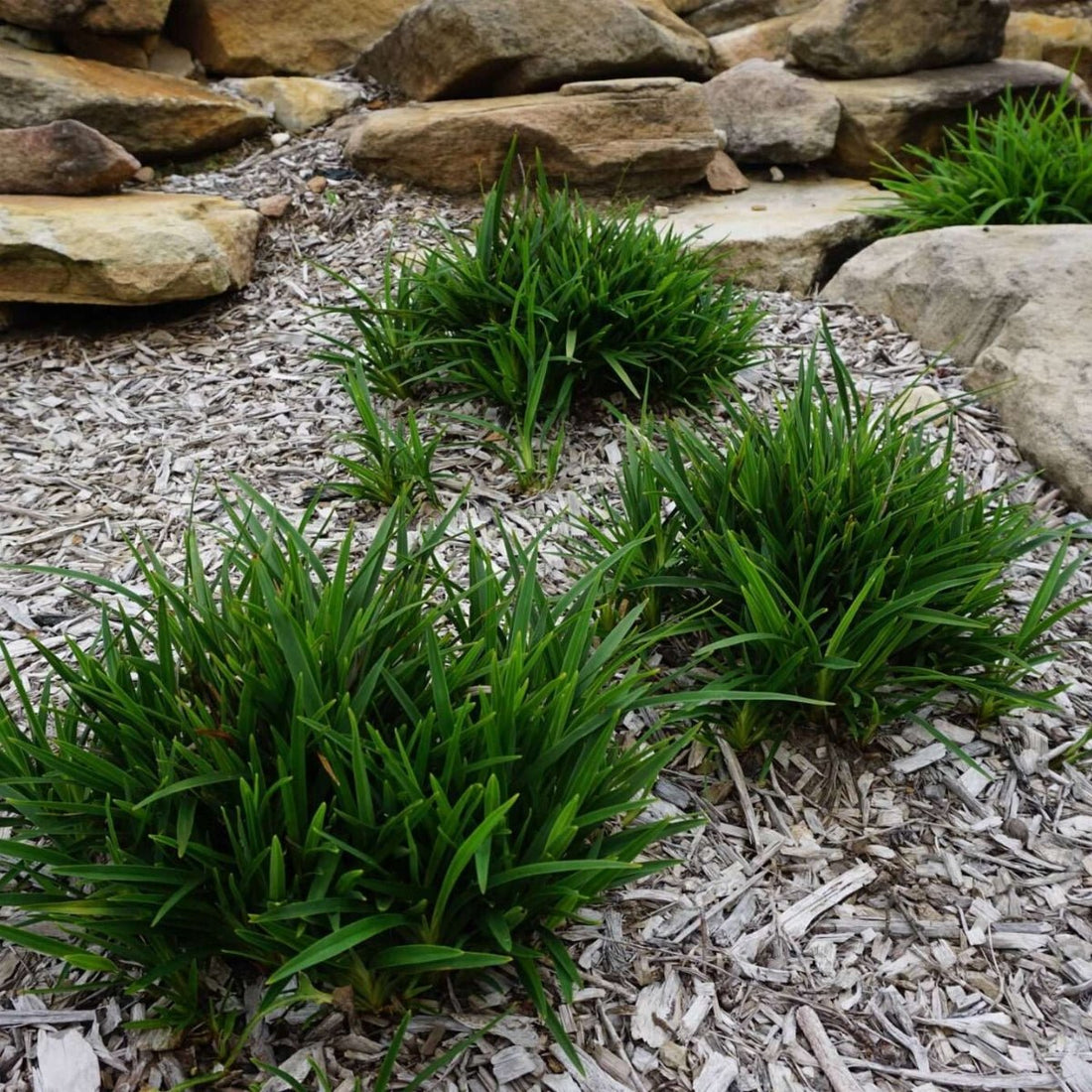 Baby Breeze™ Dianella | Compact Native Flax Lily Groundcover - Oldboy&
