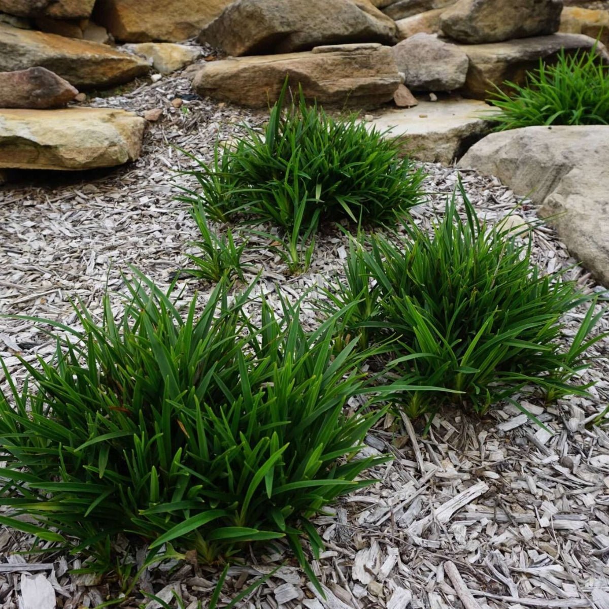 Baby Breeze™ Dianella | Compact Native Flax Lily Groundcover - Oldboy&
