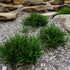 Baby Breeze™ Dianella | Compact Native Flax Lily Groundcover - Oldboy&
