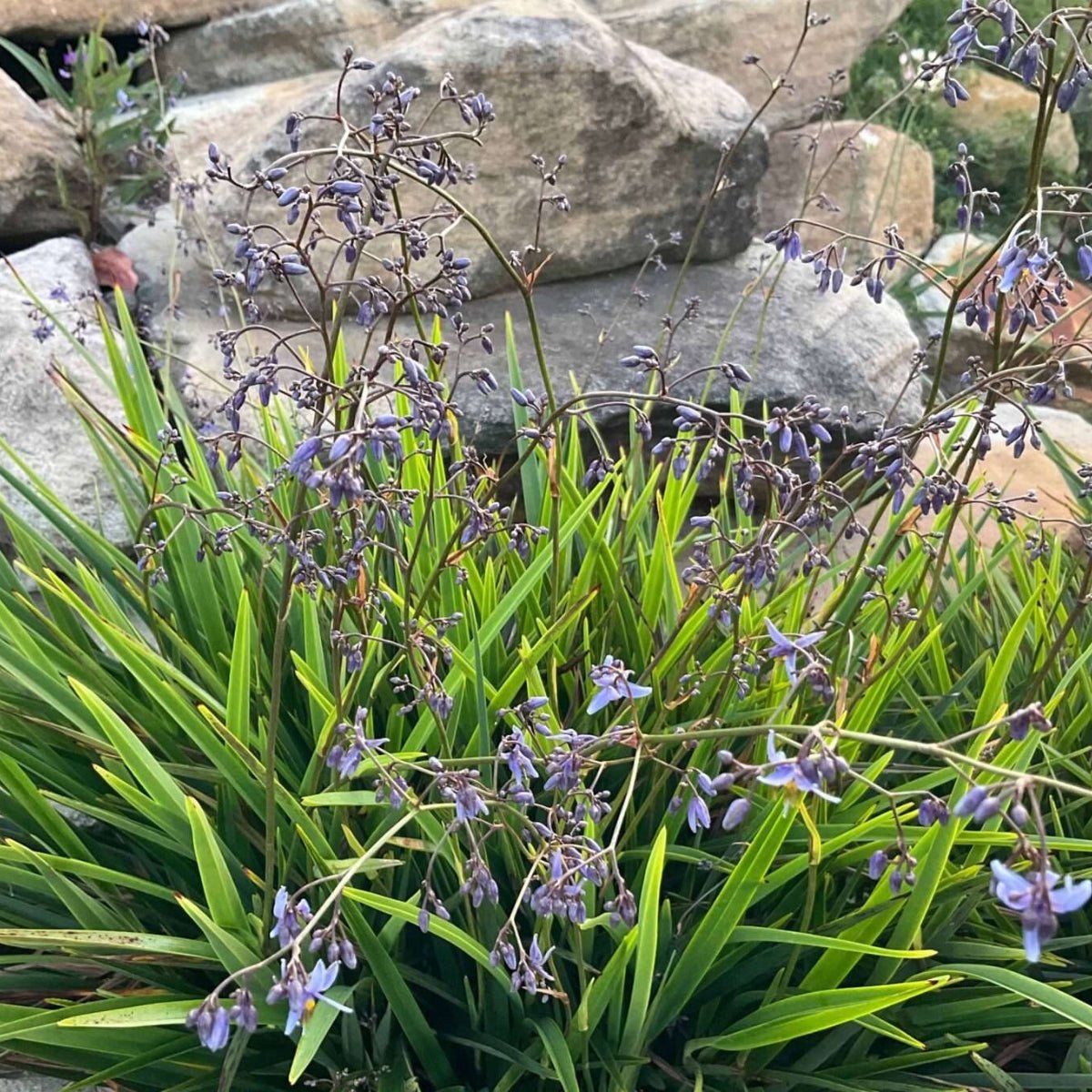 Baby Breeze™ Dianella | Compact Native Flax Lily Groundcover - Oldboy&
