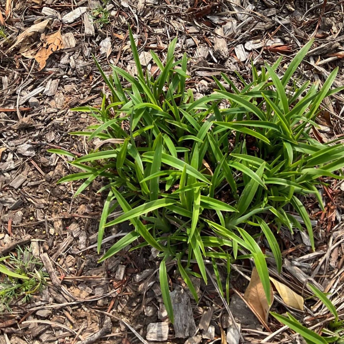Baby Breeze™ Dianella | Compact Native Flax Lily Groundcover - Oldboy&