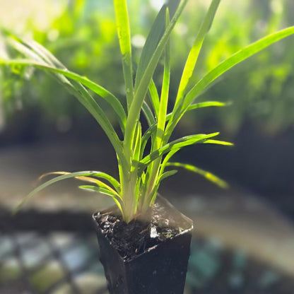 Baby Breeze™ Dianella | Compact Native Flax Lily Groundcover - Oldboy&