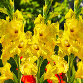 Bananarama - Gladioli - Bulb - Gladiolus Grandiflorus - Oldboy&