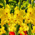 Bananarama - Gladioli - Bulb - Gladiolus Grandiflorus - Oldboy&