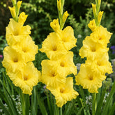 Bananarama - Gladioli - Bulb - Gladiolus Grandiflorus - Oldboy&