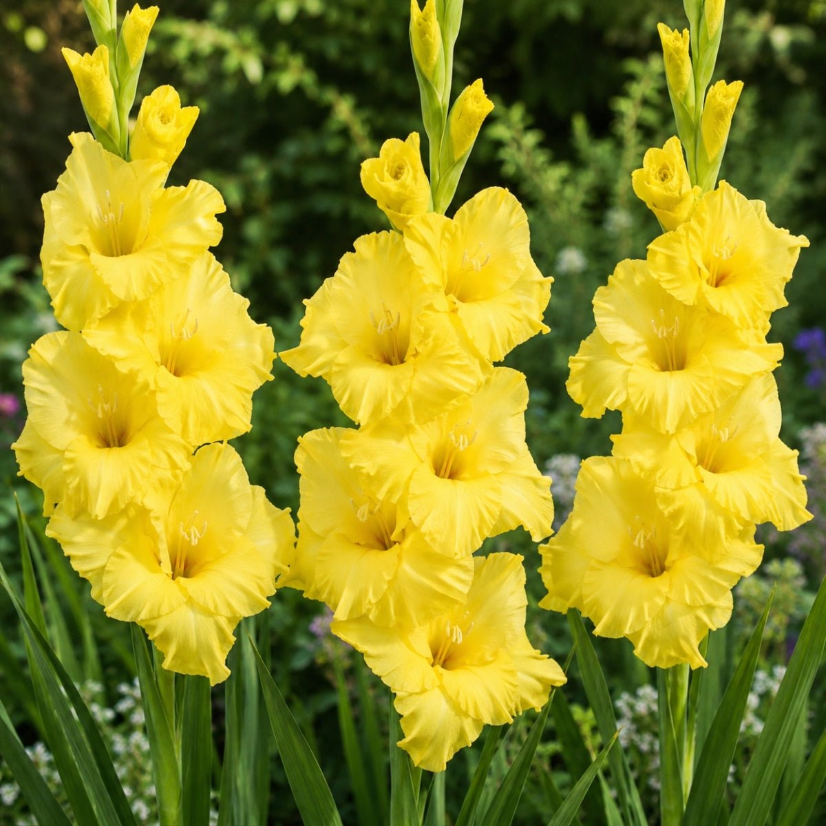 Bananarama - Gladioli - Bulb - Gladiolus Grandiflorus - Oldboy&
