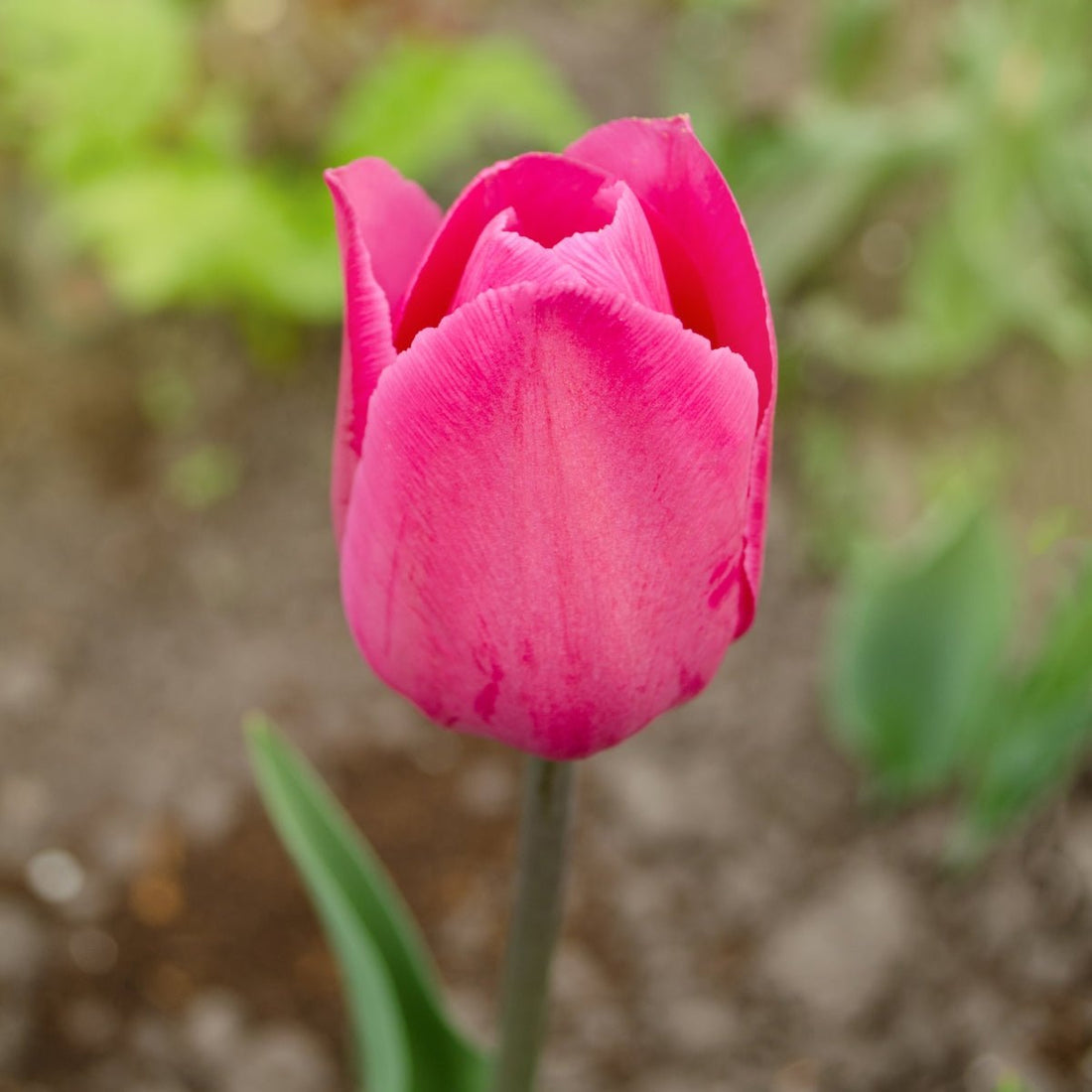 Barcelona Triumph Tulip – Tulipa × hybrida - Rich pink spring blooms - Oldboy&