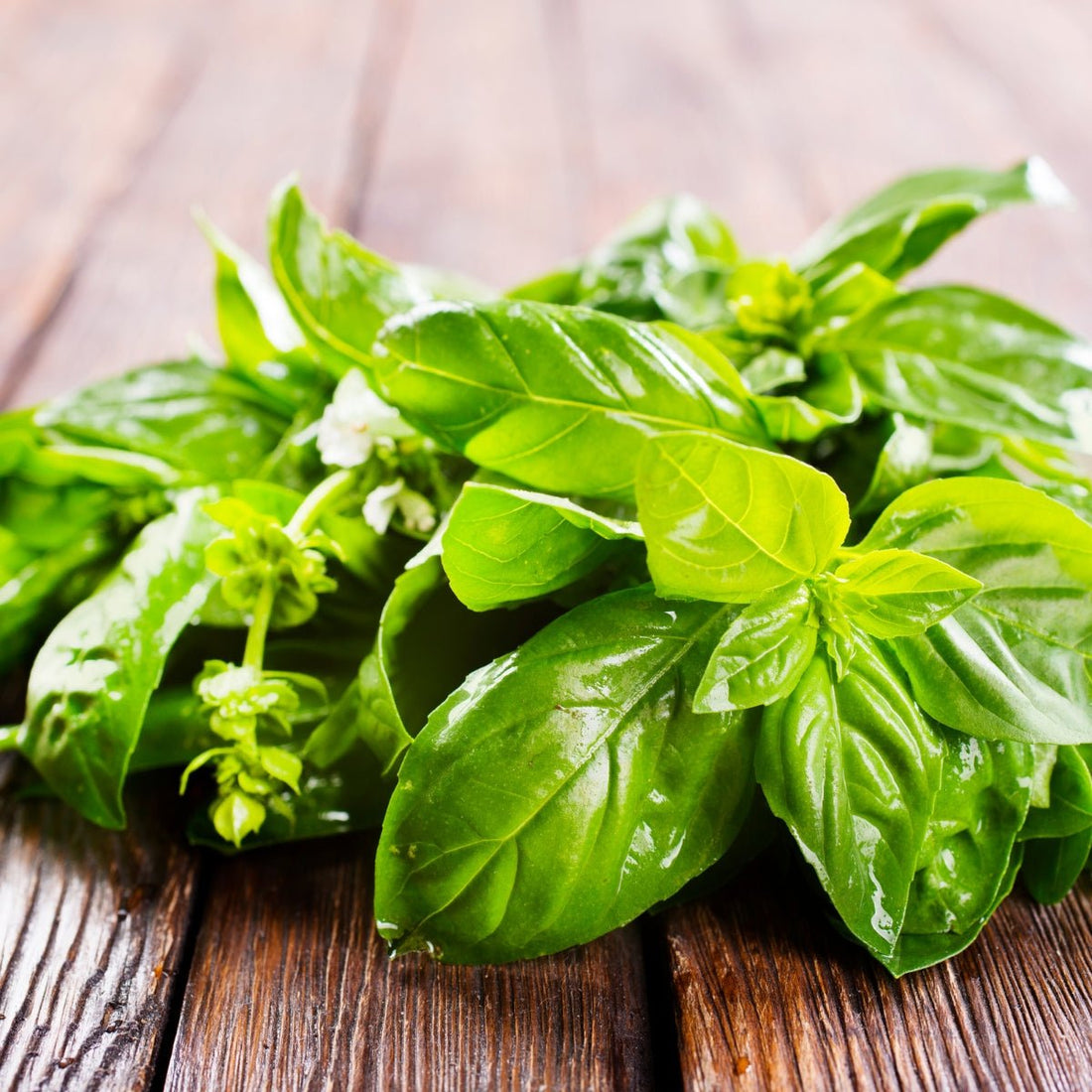 Basil Genova Seeds (Ocimum basilicum) – Italian Pesto Basil, Slow to Bolt, Strong Spicy Aroma - Oldboy&